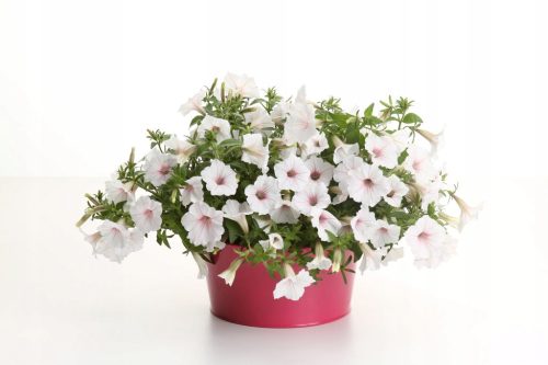  Petunias Supertunia VISTA SILVERBERRY P7 - 6 db