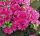  Rhododendron és azálea lila, tarka, rózsaszín palánta 2-3l-es edényben, 20-30 cm