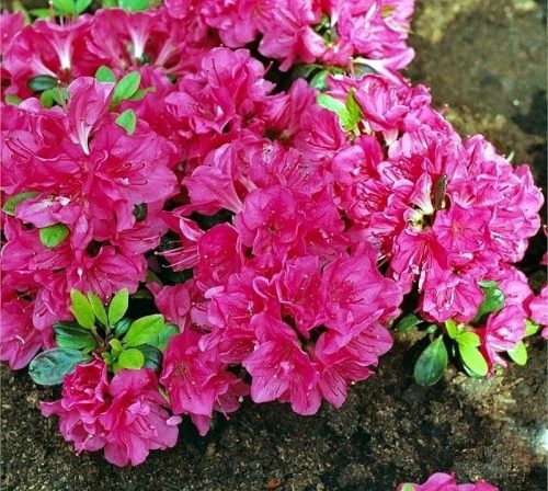  Rhododendron és azálea lila, tarka, rózsaszín palánta 2-3l-es edényben, 20-30 cm