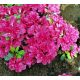  Rhododendron és azálea lila, tarka, rózsaszín palánta 2-3l-es edényben, 20-30 cm