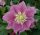  EASTERN HELLEBORE DOUBLE DARK PINK - palánták cserépben