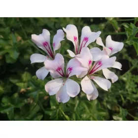    Pelargonium 10 db Borostyánlevelű muskátli - függő fehér p7