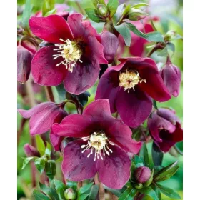    KELET-HELLEBORE SINGLE RED GREEN CENTER - palánták cserépben