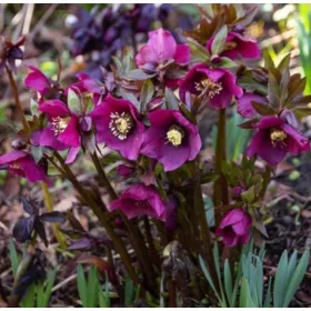  KELET HELLEBORE PRETTY ELLEN RED - palánták cserépben