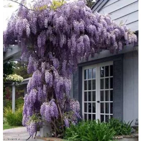  Wisteria palánta 1-2l 35 cm-es edényben