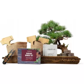    Bonsai fa ausztrál fenyő, gránátalma, kék jacaranda, norvég lucfenyő 15 cm