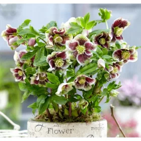  KELET-HELLEBORE ELLEN FOLTOS - palánták cserépben