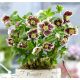  KELET-HELLEBORE ELLEN FOLTOS - palánták cserépben