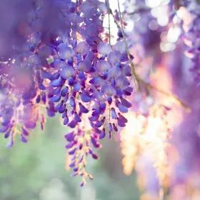  Wisteria palánta 0,5 literes tartályban, 25 cm-ig