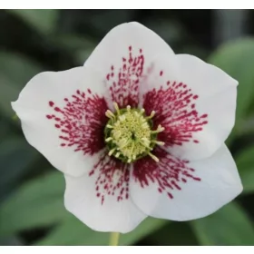  KELET-HELLEBORE FEHÉRFOLTOS - palánták cserépben