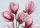  Magnólia és tulipánfa palánta edényben 0,5-1l 20-30 cm