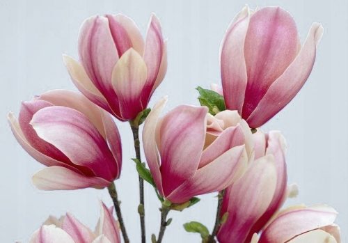  Magnólia és tulipánfa palánta edényben 0,5-1l 20-30 cm