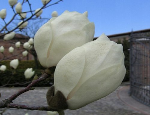 Magnólia ALBA FEHÉR TULIPÁK Szép MAGOK