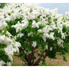    GARDEN LIBERTY WHITE // telt virág, csodálatos illat !!!!!