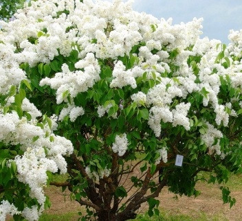 GARDEN LIBERTY WHITE // telt virág, csodálatos illat !!!!!
