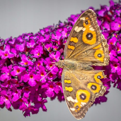  Buddleia davidii lila lila MAGENTA MUNCHKIN - lepkebokor palánta