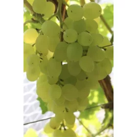  Szőlő Kishmish Belyj Ustojchivij 40-60 cm