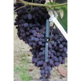  KISHMISZ ZAPOROWSKI szőlő 40-60 cm