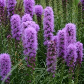    Liatris spicata 'Kobold' - Liatris spicata 'Kobold' SZEMÉLYES VETŐKERT