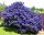  PRUSZNIK VICTORIA BLUE EVERGREEN p9 palánta