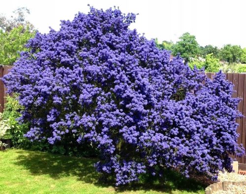  PRUSZNIK VICTORIA BLUE EVERGREEN p9 palánta