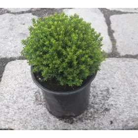    Hebe Emerald Green Globe palántabokor 40 cm-ig 10 db-os készlet