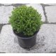  Hebe Emerald Green Globe palántabokor 40 cm-ig 10 db-os készlet