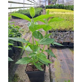    Fehér, rózsaszín hortenzia, palánták 2-3l-es edényben, 5-15 cm