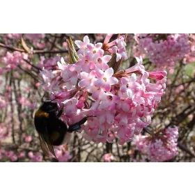 Viburnum palánta 2-3 literes edényben, 40-60 cm