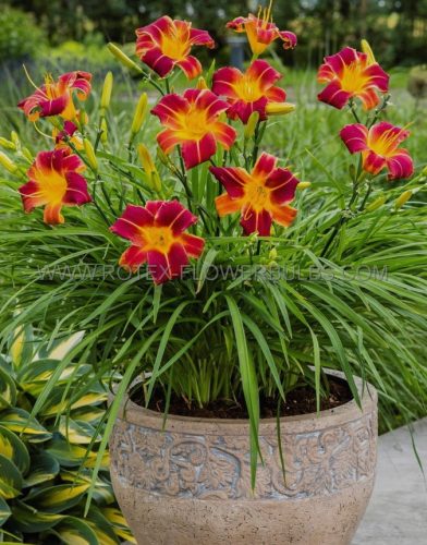  Red Rib Daylily Mindennapos liliom piros-sárga évelő palánta