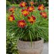  Red Rib Daylily Mindennapos liliom piros-sárga évelő palánta
