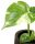  Monstera Thai Constellation S - baba palánta Gyűjthető növények DØ6
