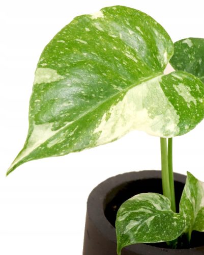  Monstera Thai Constellation S - baba palánta Gyűjthető növények DØ6