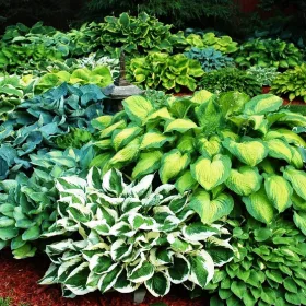    Hosta Funkia palánta Színes Mix 5 db hosta palánta, mindegyik más