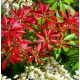  PIERIS JAPONICA 'MOUNTAIN FIRE' PIERIS JAPÁN
