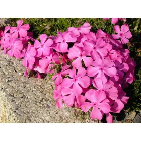    Phlox virágszőnyeg 120 napig virágzik, palánta rózsaszín