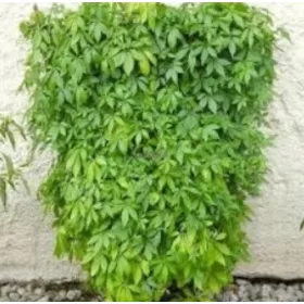  GYNOSTEMMA élet gyógynövénye Lengyel ginseng SEDING XL