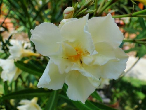  OLEANDER sárga teli LUTEUM PLENUM gyökeres palánta virágzáshoz