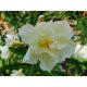  OLEANDER sárga teli LUTEUM PLENUM gyökeres palánta virágzáshoz