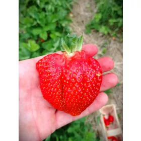    ÁZSIA erdei szamóca és eper, palánták 0,5l-es edényben, 8-15 cm