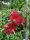  CALLISTEMON RED VIRÁGZÓ palánta