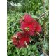  CALLISTEMON RED VIRÁGZÓ palánta