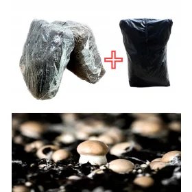  Micélium barna gomba termesztésére, Kumi készlet