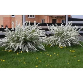    Norvég Szürke Meadowsweet Grefsheim RENDKÍVÜL MÉZTERMELŐ nagy palánta 1,2L