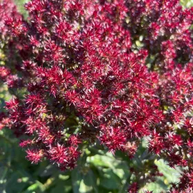    Phlox paniculate 'Blind Lion' (Phlox paniculata) Pot P13