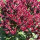  Phlox paniculate 'Blind Lion' (Phlox paniculata) Pot P13