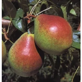    Oszlopos körtefák Klapsa/Fatwotka csupaszgyökér palánta 80-120 cm