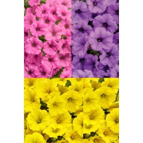    Surfinia Supertunia Mini Vista Színkeverék 6 db-os Tricolor készlet