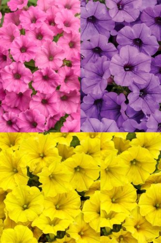  Surfinia Supertunia Mini Vista Színkeverék 6 db-os Tricolor készlet