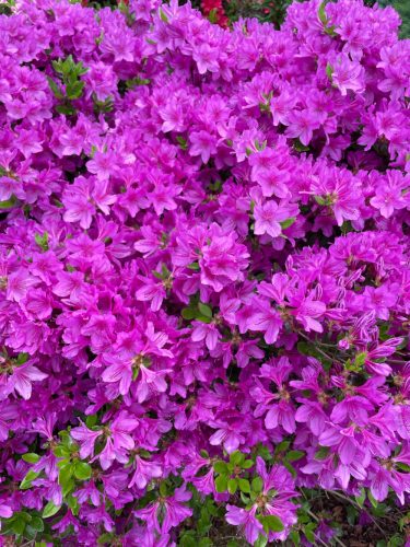  Rhododendron és azálea lila, kék palánta edényben 0,5-1l 10-25 cm
